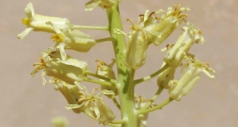 Thelypodiopsis divaricata